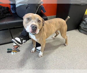 American Pit Bull Terrier Dogs for adoption in Louisville, KY, USA