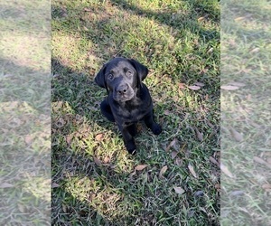 Labrador Retriever Litter for sale in KISSIMMEE, FL, USA