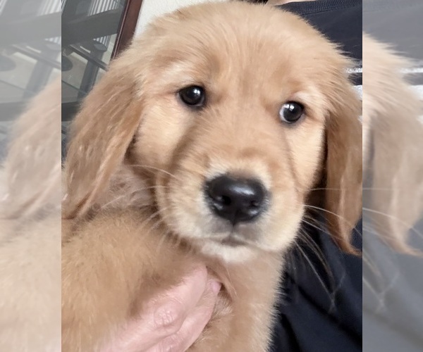 Medium Photo #5 Golden Retriever Puppy For Sale in PORTALES, NM, USA