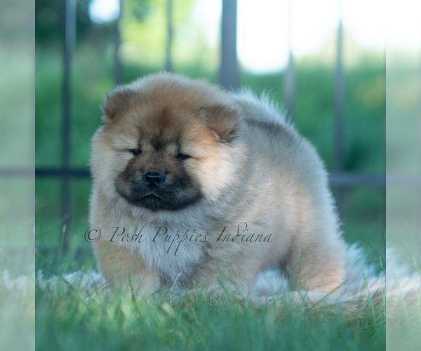 Medium Photo #6 Chow Chow Puppy For Sale in WARSAW, IN, USA