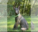 Small Photo #1 Belgian Malinois Puppy For Sale in CORNING, NY, USA