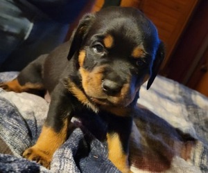 Rottweiler Puppy for sale in BELLOWS FALLS, VT, USA