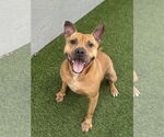 Small American Pit Bull Terrier