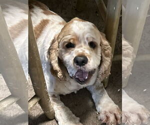 Cocker Spaniel Dogs for adoption in ft lauderdale, FL, USA