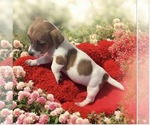 Image preview for Ad Listing. Nickname: Millie