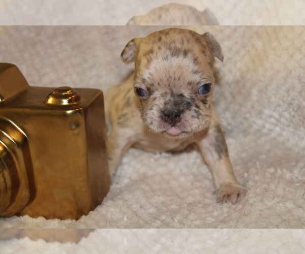 Medium Photo #14 French Bulldog Puppy For Sale in SPRING, TX, USA