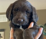 Small Photo #10 Labradoodle Puppy For Sale in PUEBLO, CO, USA