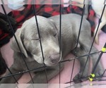 Puppy Otto Labrador Retriever