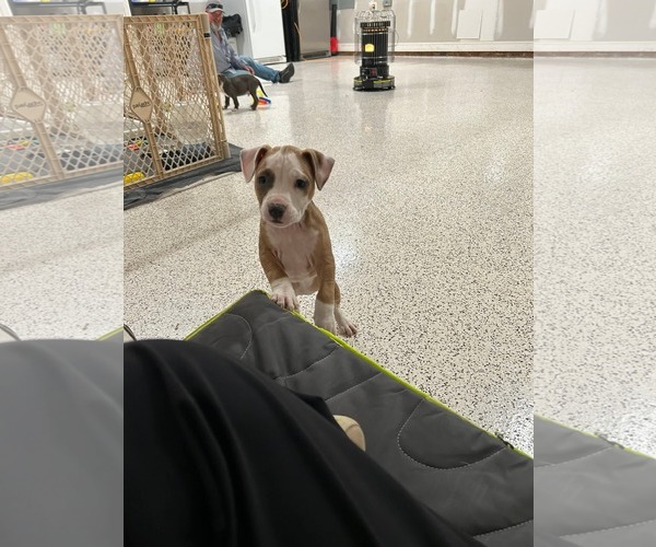 Medium Photo #3 Mutt Puppy For Sale in Holly Springs, NC, USA