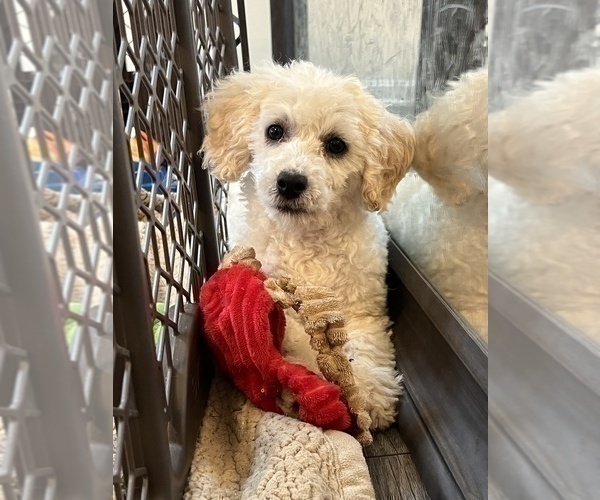 Medium Photo #1 Poodle (Miniature) Puppy For Sale in MARTINSVILLE, IN, USA