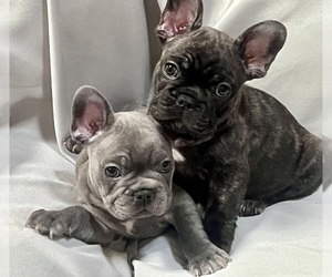 French Bulldog Litter for sale in RICHLAND, MI, USA