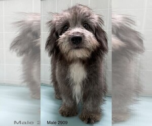 Cardigan Welsh Corgi-Poodle (Toy) Mix Puppy for sale in CLARE, IL, USA
