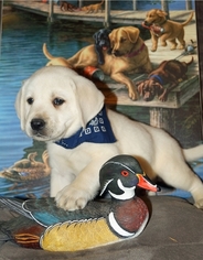 Labrador Retriever Puppy for sale in BROOKLYN, NY, USA