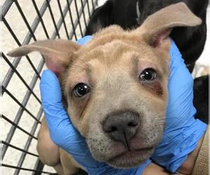 American Pit Bull Terrier-Unknown Mix Dogs for adoption in Conroe, TX, USA