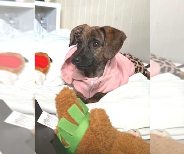 Medium Photo #2 Chiweenie Puppy For Sale in Los Angeles, CA, USA