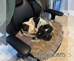 Hank Williams - Male Dachshund Dog for Adoption - Photo #23