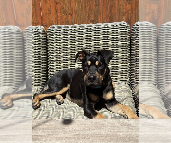 Medium Photo #9 Rottweiler-Unknown Mix Puppy For Sale in Dana Point, CA, USA