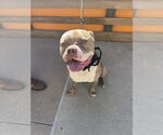 Small #4 Bulldog