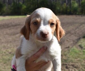 Brittany Puppy for sale in FITZGERALD, GA, USA