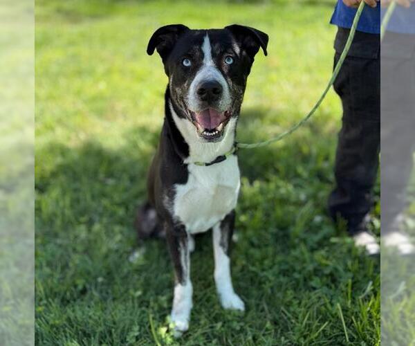 Medium Photo #1 Collie-Greater Swiss Mountain Dog Mix Puppy For Sale in Modesto, CA, USA