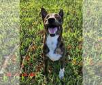 Small #9 Dutch Shepherd  Mix