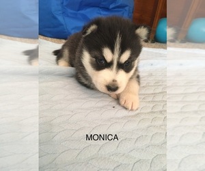 Siberian Husky Puppy for sale in FAIRFIELD, IL, USA