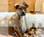 Small #2 Boxer Mix