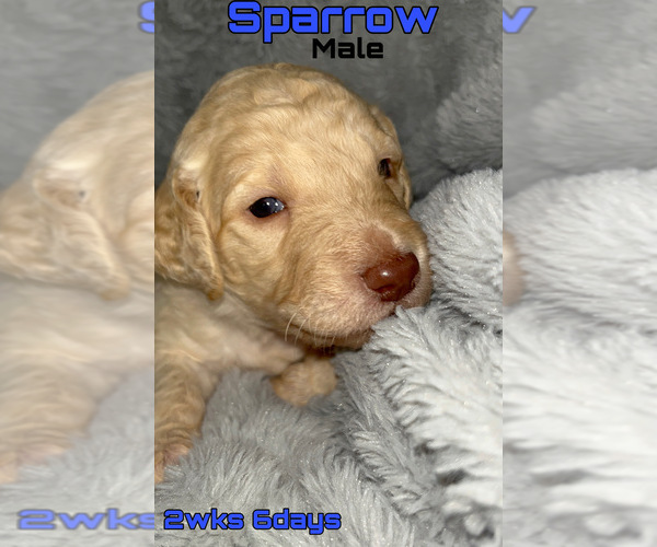 Medium Photo #1 Goldendoodle Puppy For Sale in LIBERTY, TX, USA