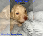 Small Photo #1 Goldendoodle Puppy For Sale in LIBERTY, TX, USA
