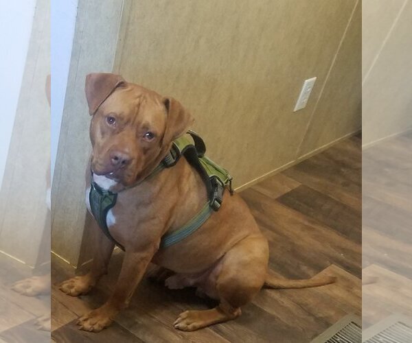 Medium Photo #2 American Pit Bull Terrier-Unknown Mix Puppy For Sale in Shreveport, LA, USA