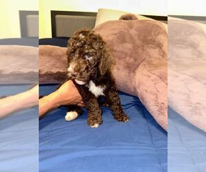 Poodle (Standard) Puppy for sale in CHRISTIANSBURG, VA, USA