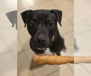 American Staffordshire Terrier-Unknown Mix Dogs for adoption in Rosenberg, TX, USA