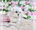 Small Photo #52 Maltese Puppy For Sale in HAYWARD, CA, USA