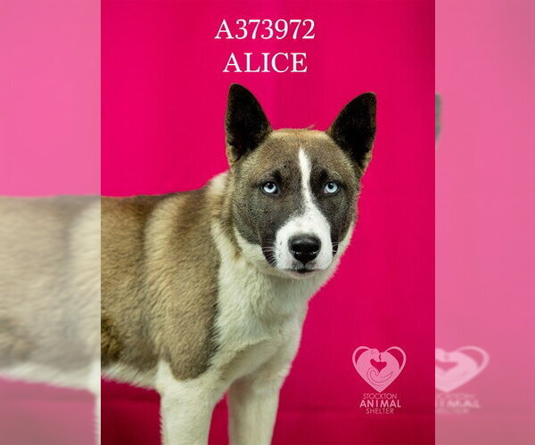 Medium Photo #1 Akita-Siberian Husky Mix Puppy For Sale in Stockton, CA, USA
