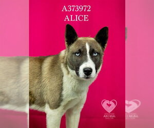 Akita-Siberian Husky Mix Dogs for adoption in Stockton, CA, USA