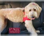Small #2 Goldendoodle