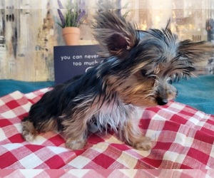 Yorkshire Terrier Puppy for sale in HUDDLESTON, VA, USA
