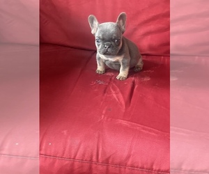 French Bulldog Puppy for sale in HOMESTEAD, FL, USA