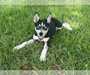 Siberian Husky-Unknown Mix Dogs for adoption in Holly Springs, NC, USA