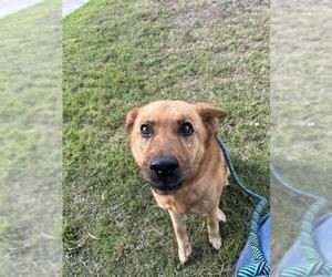 German Shepherd Dog Dogs for adoption in Corpus Christi, TX, USA