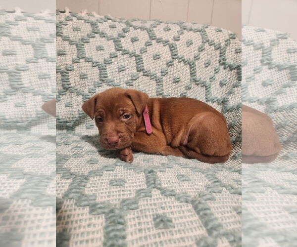 Medium Photo #3 Mutt Puppy For Sale in Euless, TX, USA