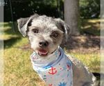 Small #2 Shih Tzu