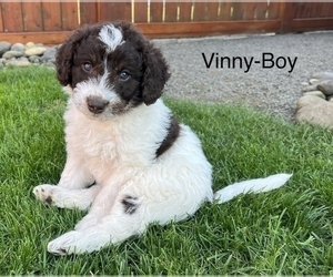 Shepadoodle Puppy for sale in SEASIDE, OR, USA