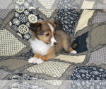 Small Photo #5 Shetland Sheepdog Puppy For Sale in GREENWOOD, WI, USA