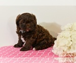 Small #3 ShihPoo