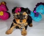 Small Photo #4 Yorkshire Terrier Puppy For Sale in NICHOLSON, GA, USA