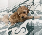 Small #2 Poodle (Miniature)