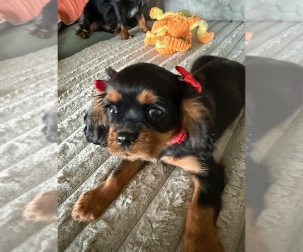 Medium Photo #8 Cavalier King Charles Spaniel Puppy For Sale in NAMPA, ID, USA
