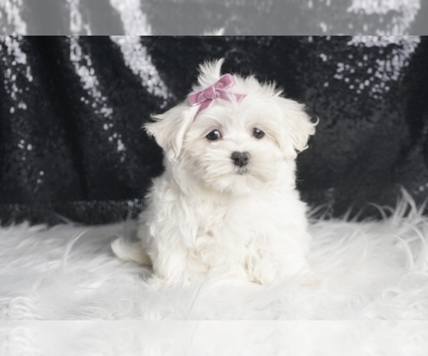 Medium Photo #2 Maltese Puppy For Sale in WARSAW, IN, USA