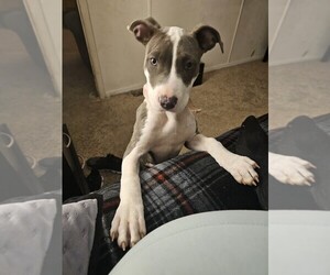 American Pit Bull Terrier-American Staffordshire Terrier Mix Dogs for adoption in POTTSBORO, TX, USA